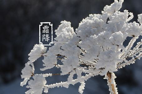 今日霜降 _ 露凝為霜知霜降，滴酒品后知濃香96.png